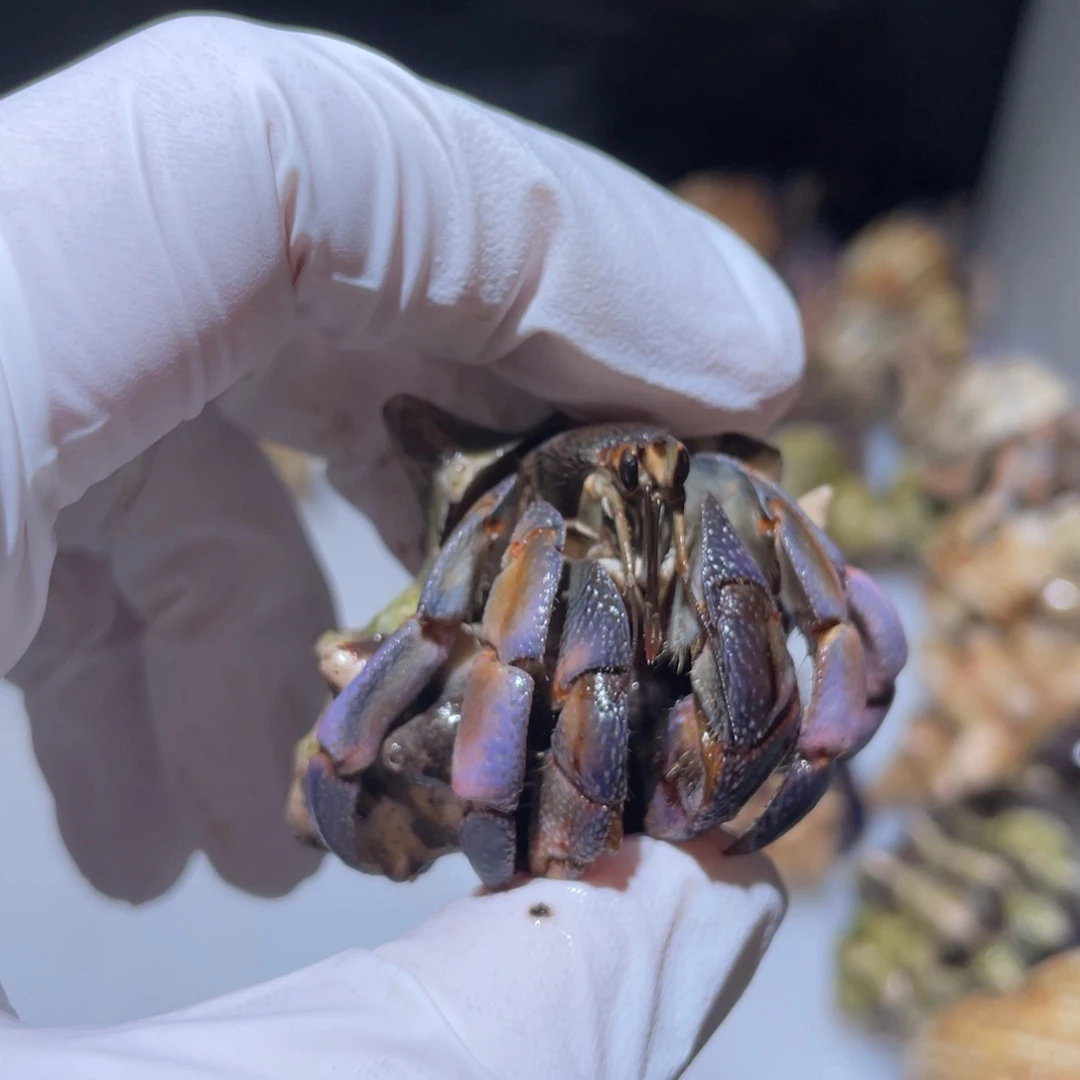 P2-2.4小黑头紫粉