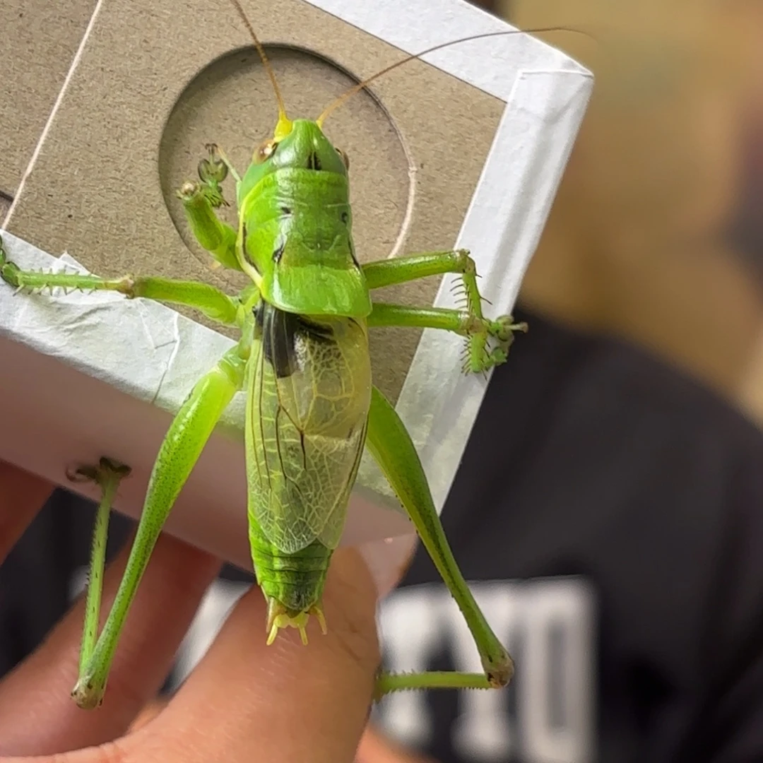 N***r蝈蝈蝈蝈福福价格