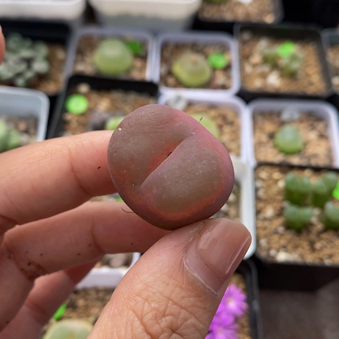 2.5cm（小瑕疵）多肉植物125