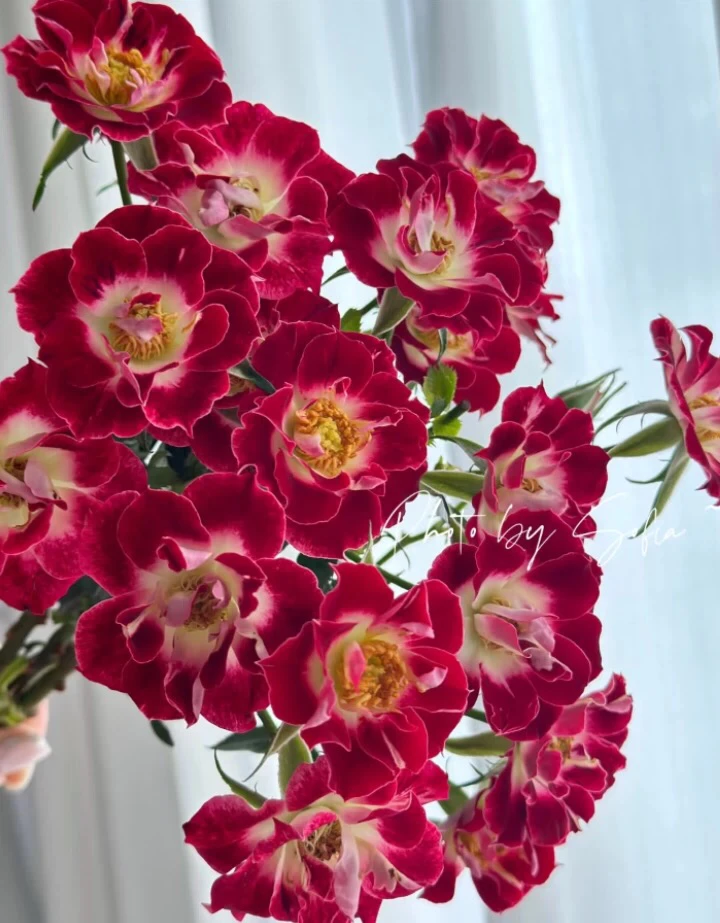 树桩山茶花月季老桩盆景小画家微月四季丰花多头盆栽阳台地栽