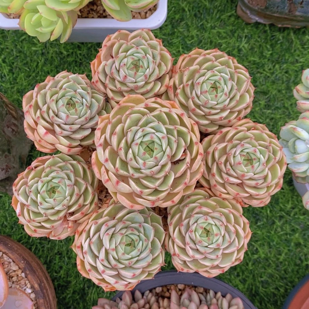 笨芭 一物一拍。