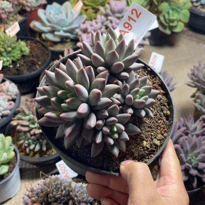 912满20包邮脱土发货