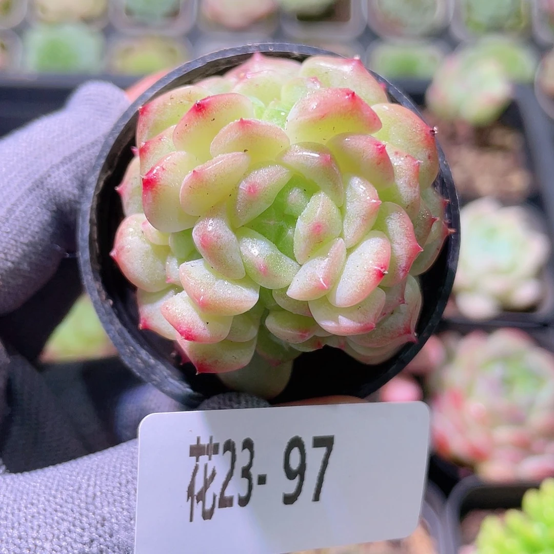 花利美23-97新麦秆