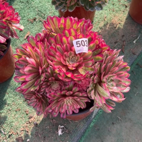 503白月光朵朵多肉，