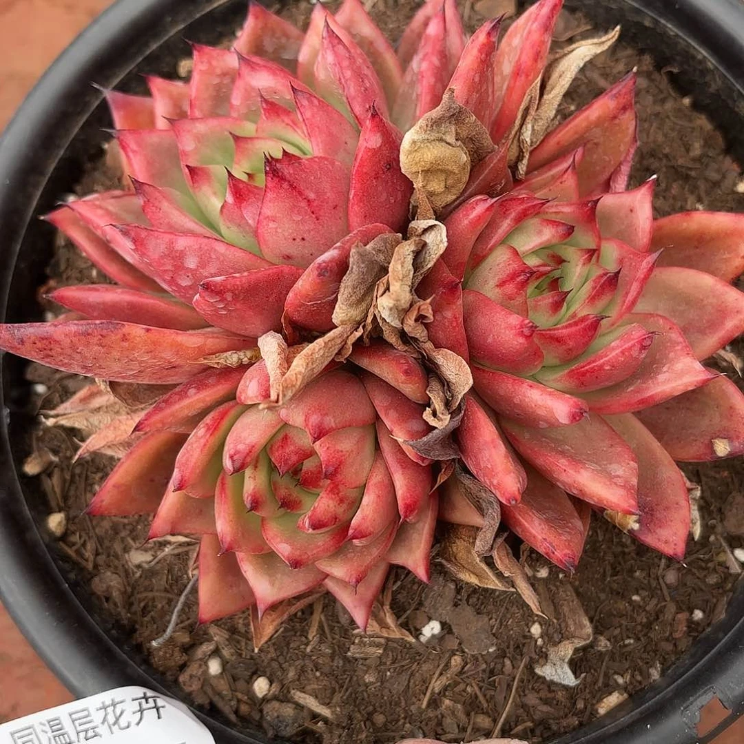 同温层多肉壮壮177