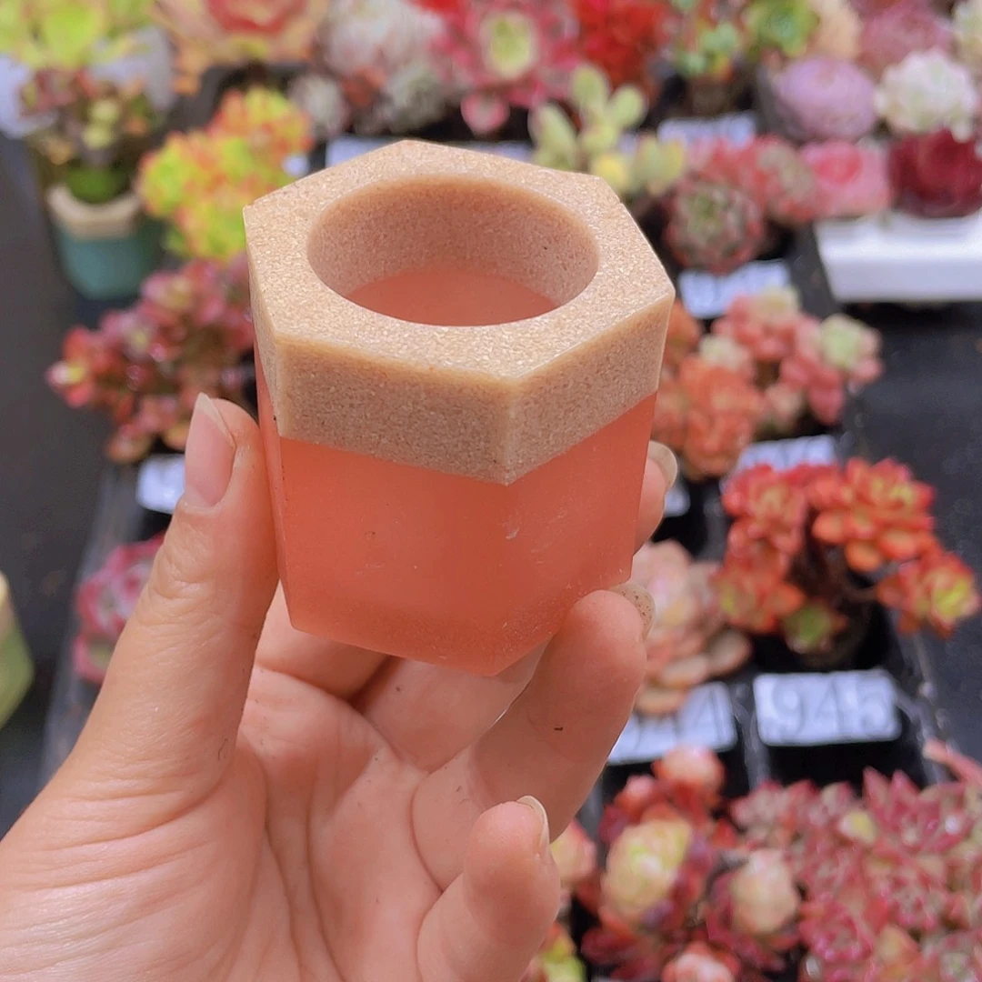 多肉无土无土无多肉无