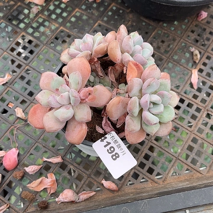 阿雅园艺。   4198白鹭