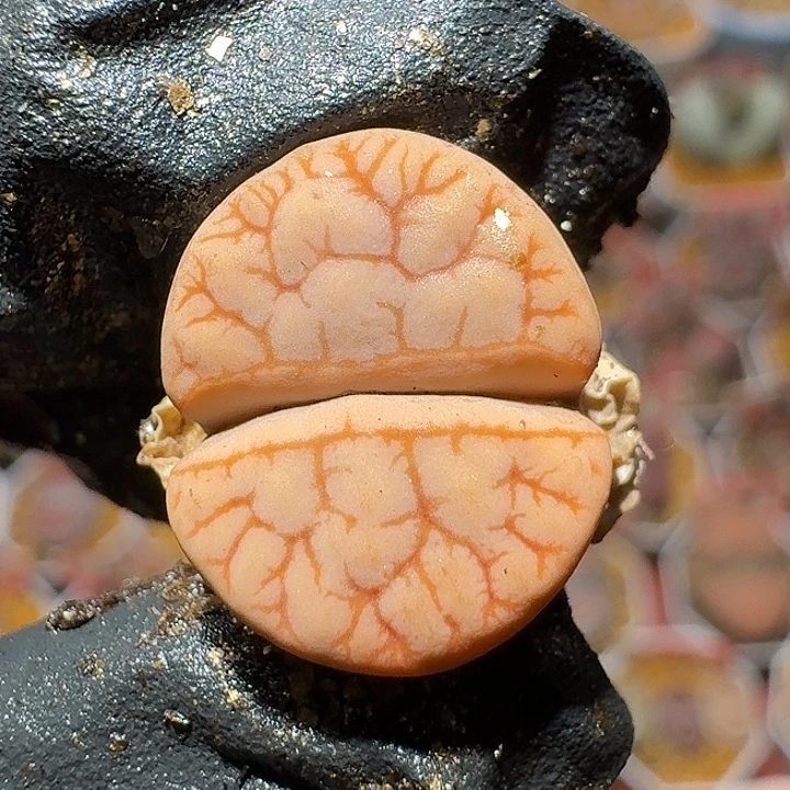 荒玉385生石花2:：：。    22号