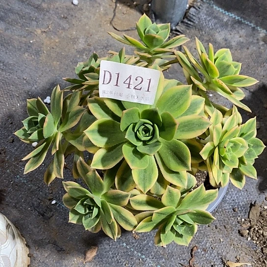 1421星爆多肉法师锦