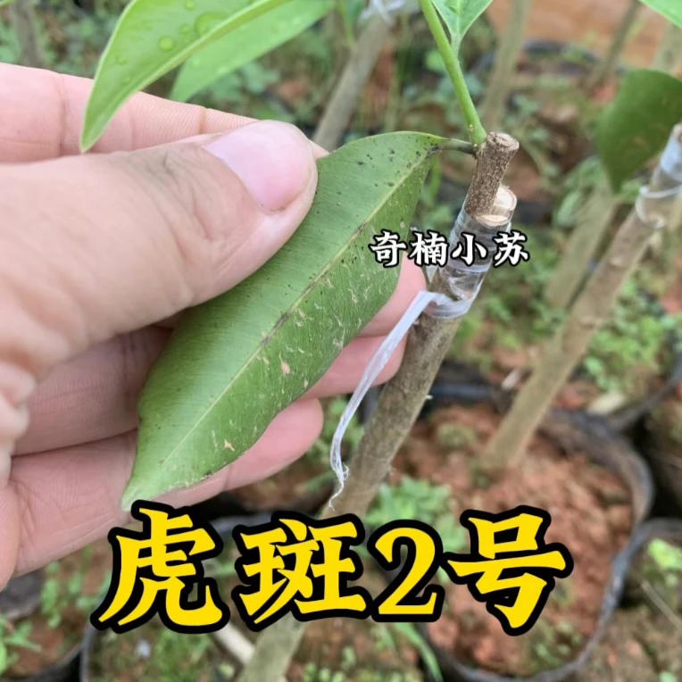 虎斑2号树心油，国香茂名电白发货