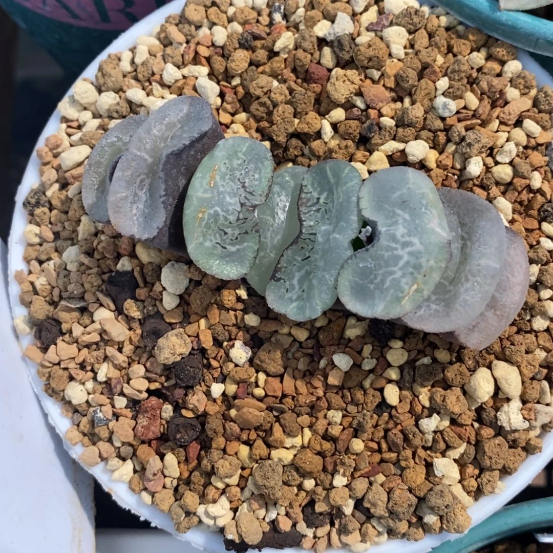 一颗大宽叶浮躁玉扇