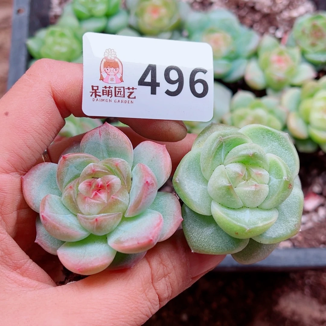 多肉植物多肉植物