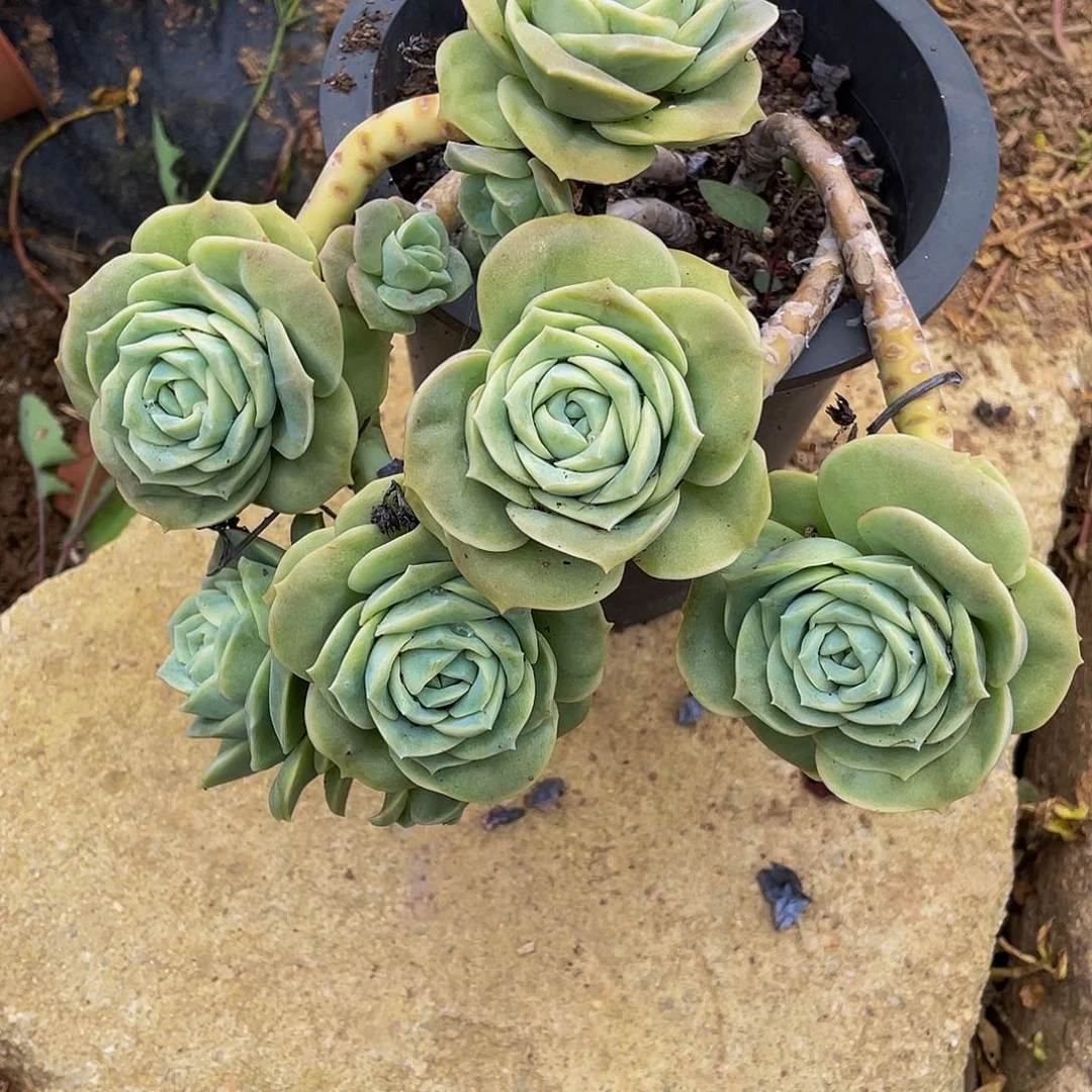 湘***可爱玫瑰多肉植物群