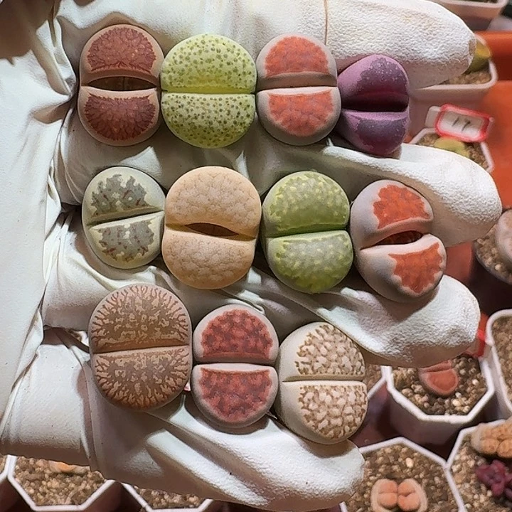 生石花2233:：。  87