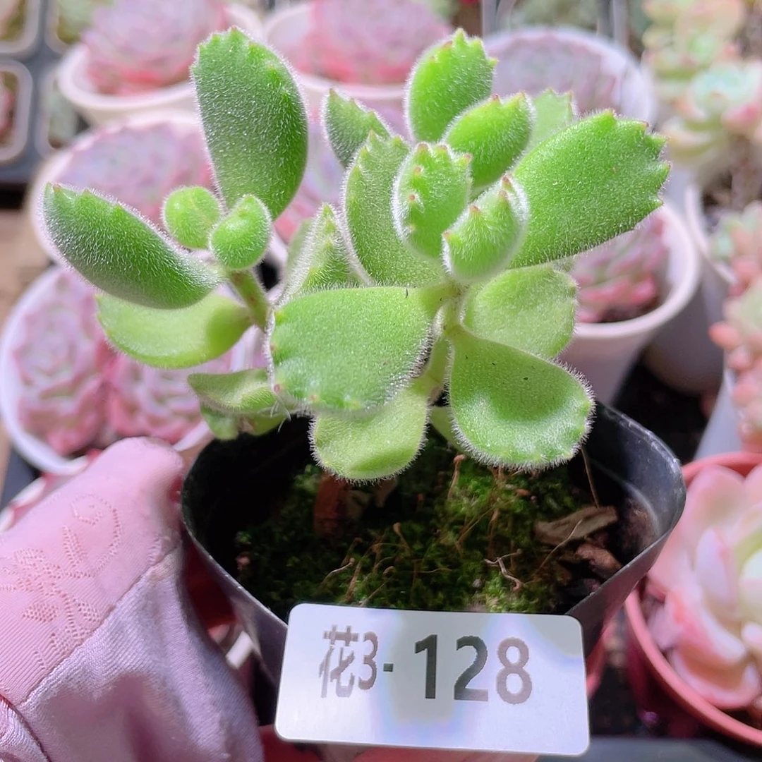 花利美3-128熊童子 不售后