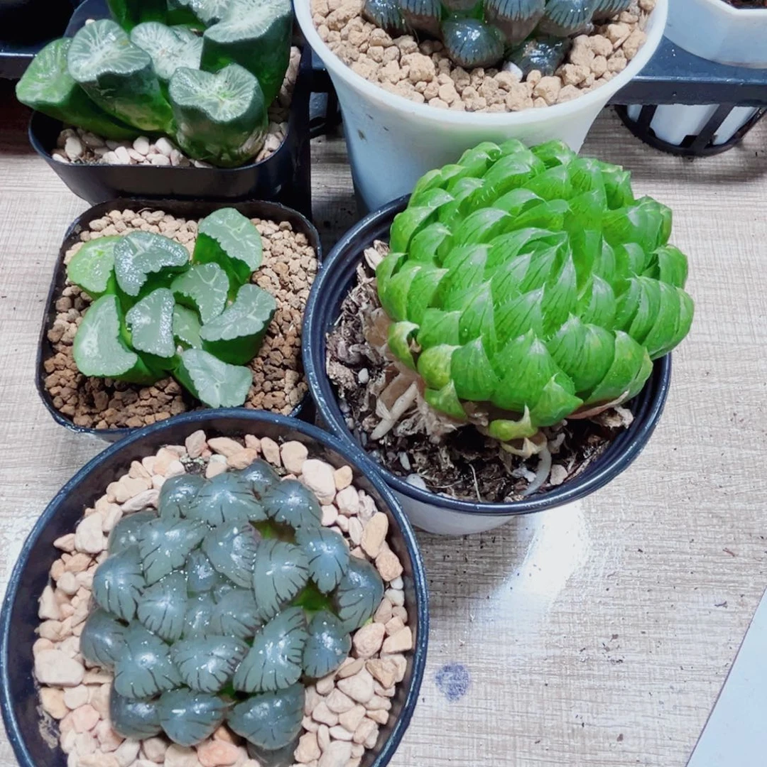 梦***有5棵漂亮肉肉肉多肉植物
