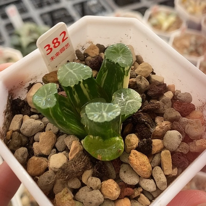 382白妙万象锦一物一拍