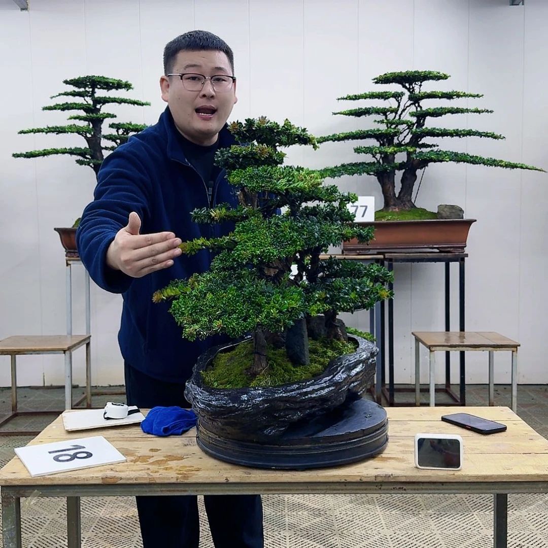 盆景罗汉松造型盆景