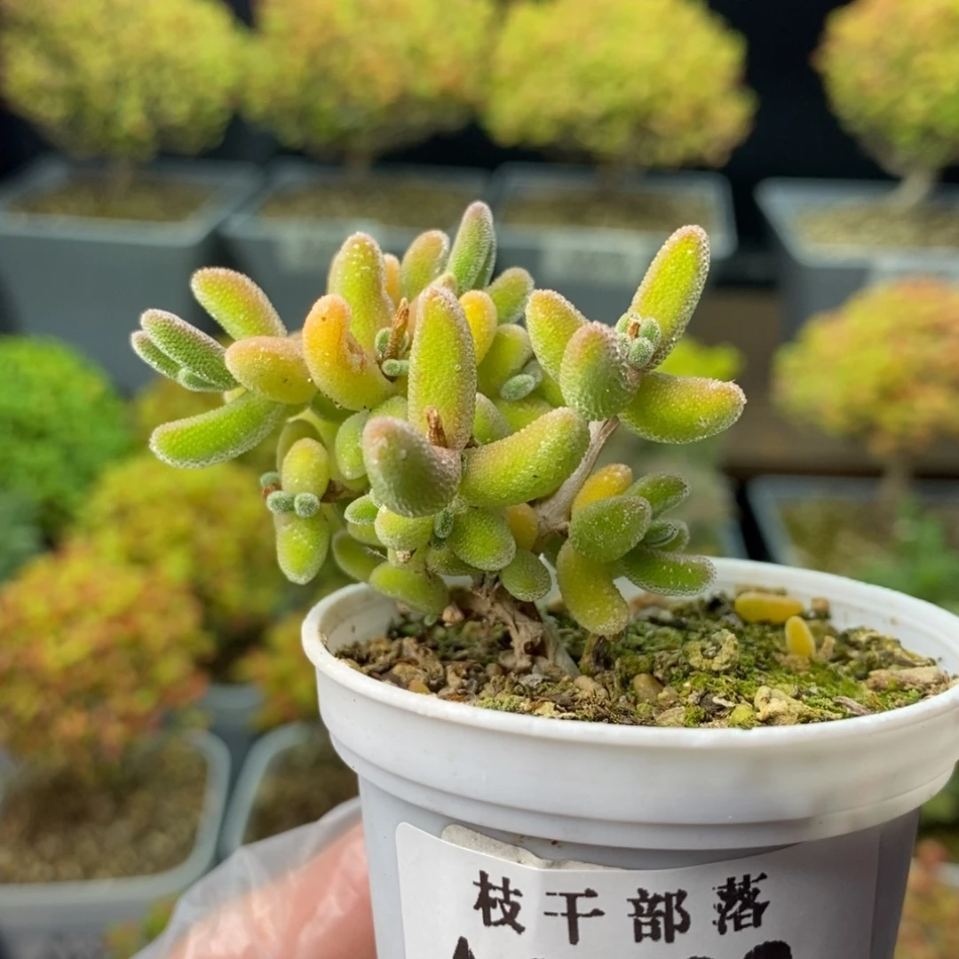 292橙叶 。