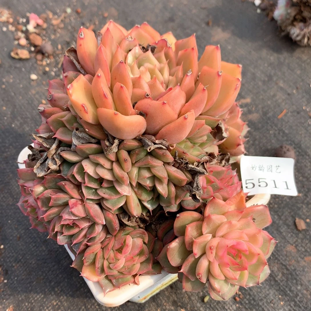 咖***辣5511瑕疵不售后特价处理