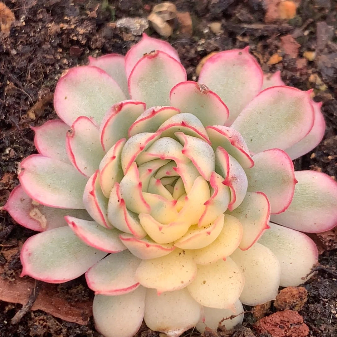 小红船j j j j j j l