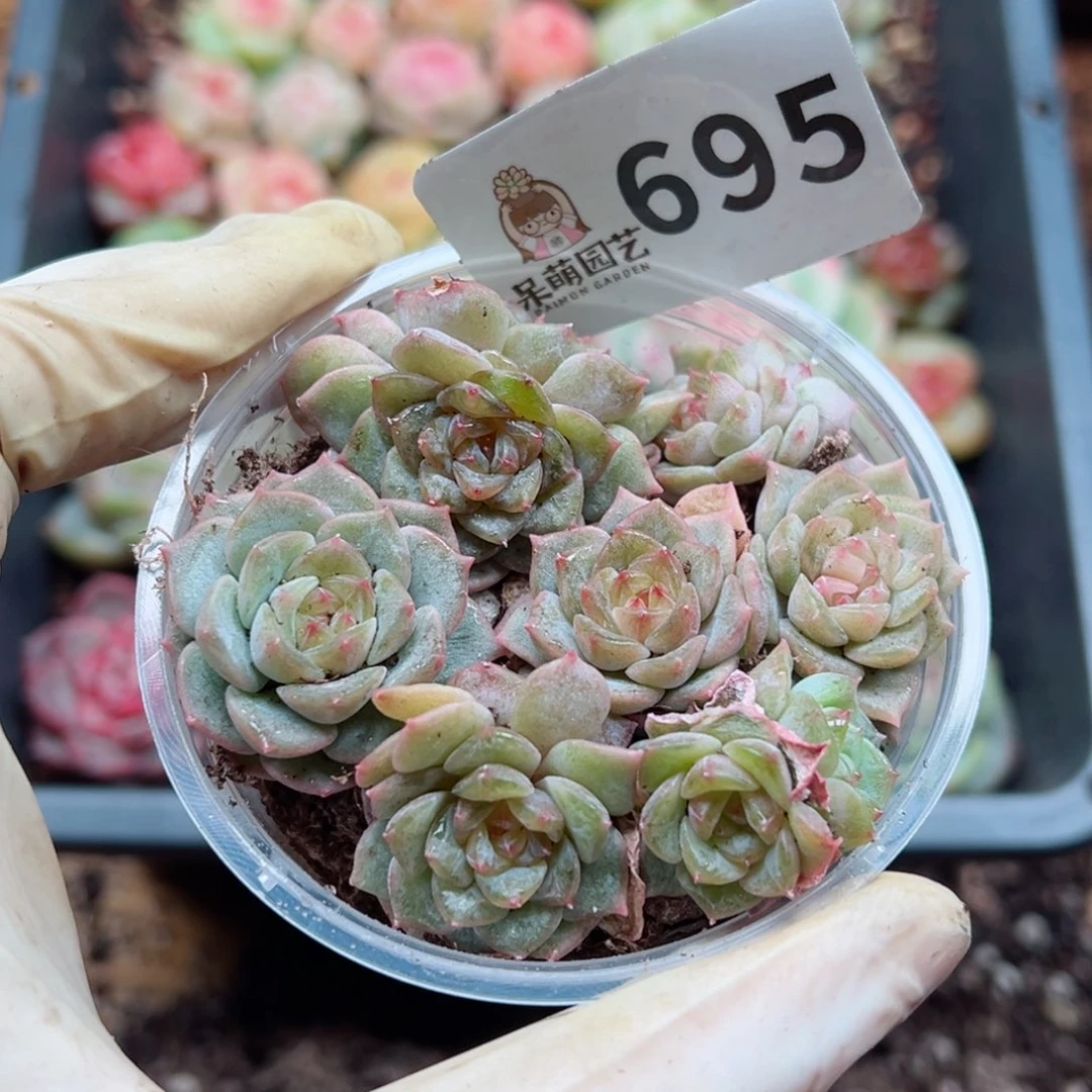 多肉植物多花植物