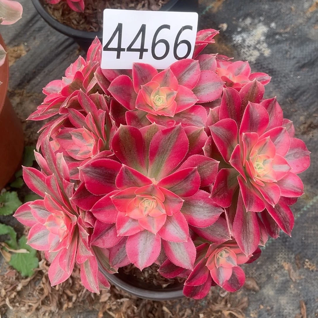 4466粉女巫朵朵多肉植物