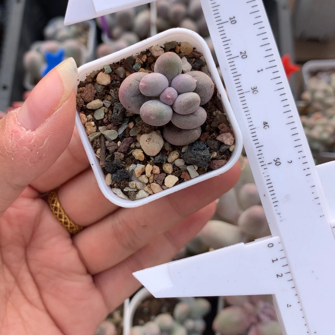 米可 不凑满28发一片叶片到付