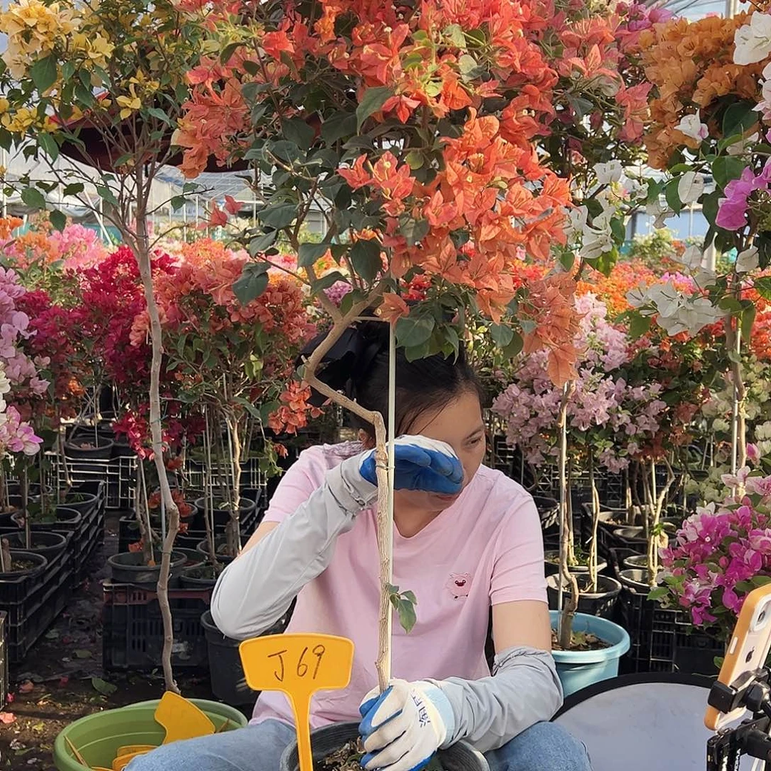 星***樹大部分花苞少量开放J69布理扎