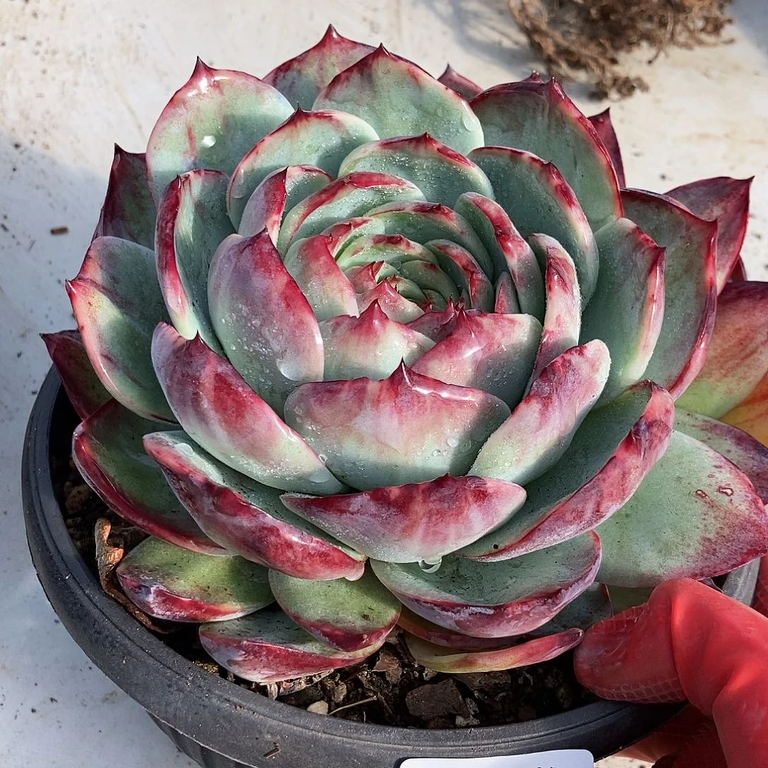 55 一物一拍多肉不退不换