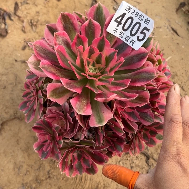 粉女巫多肉植物法师4005