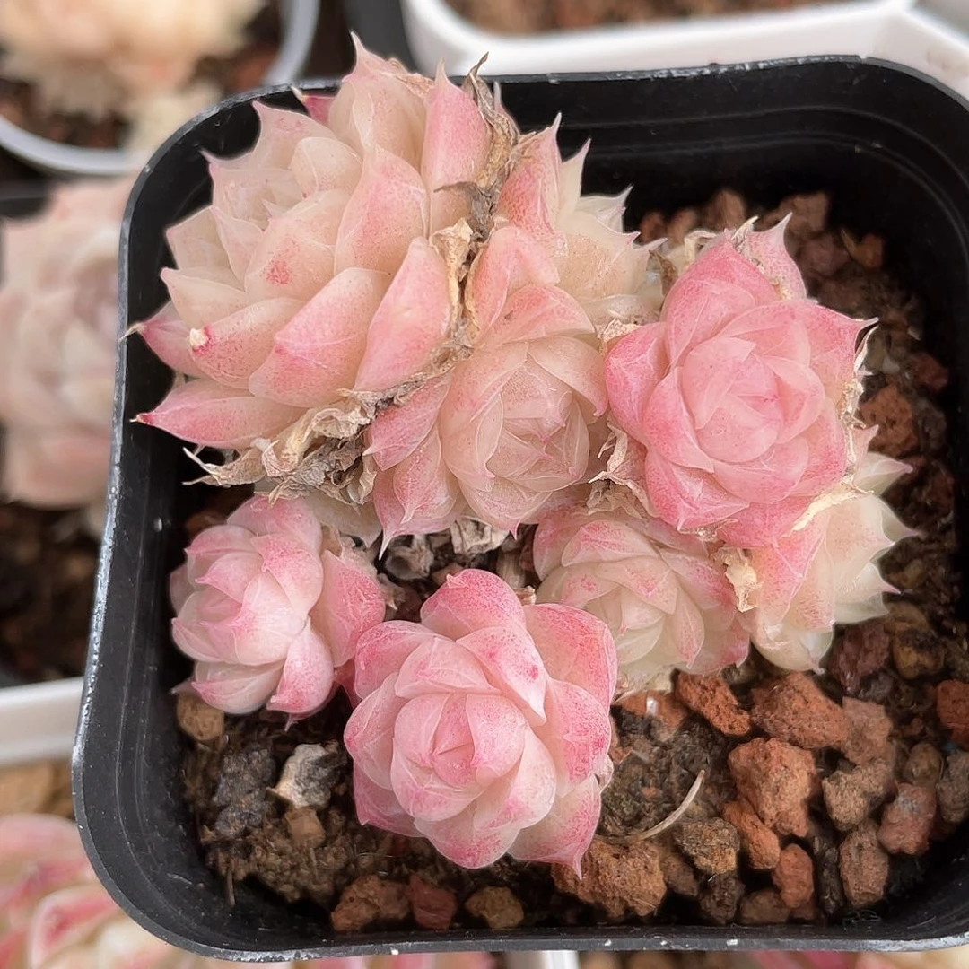 不**喻优选女王福利1086