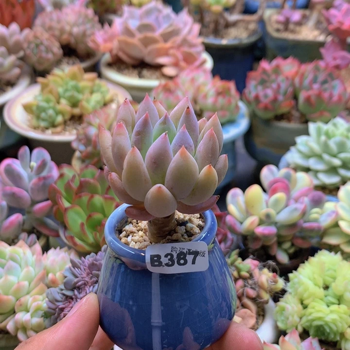 一物一拍含盆土满38包邮B387