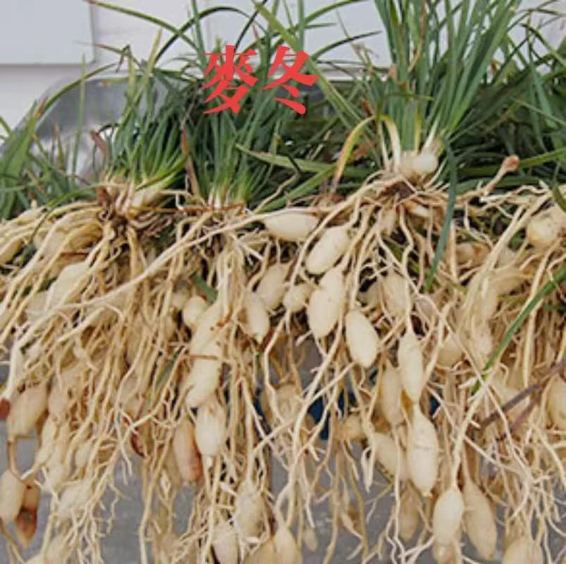 土特产≈[麦冬]非香菇