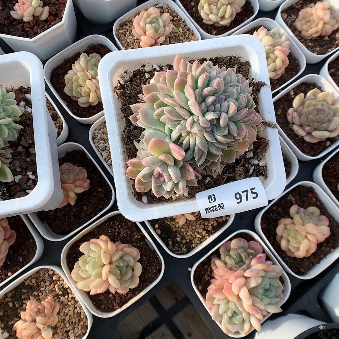 975奶油美人缀化多肉植物