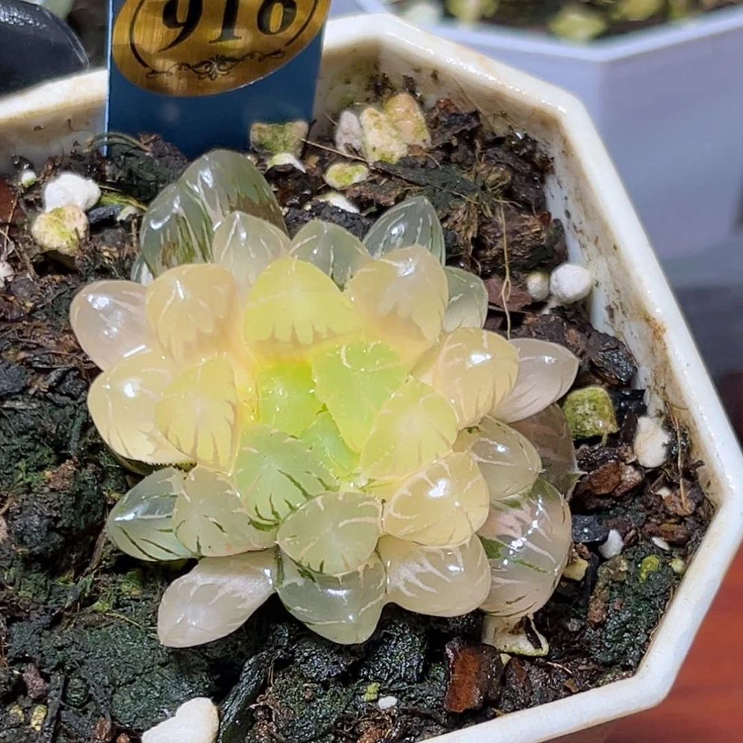 恭喜发财大吉大利916