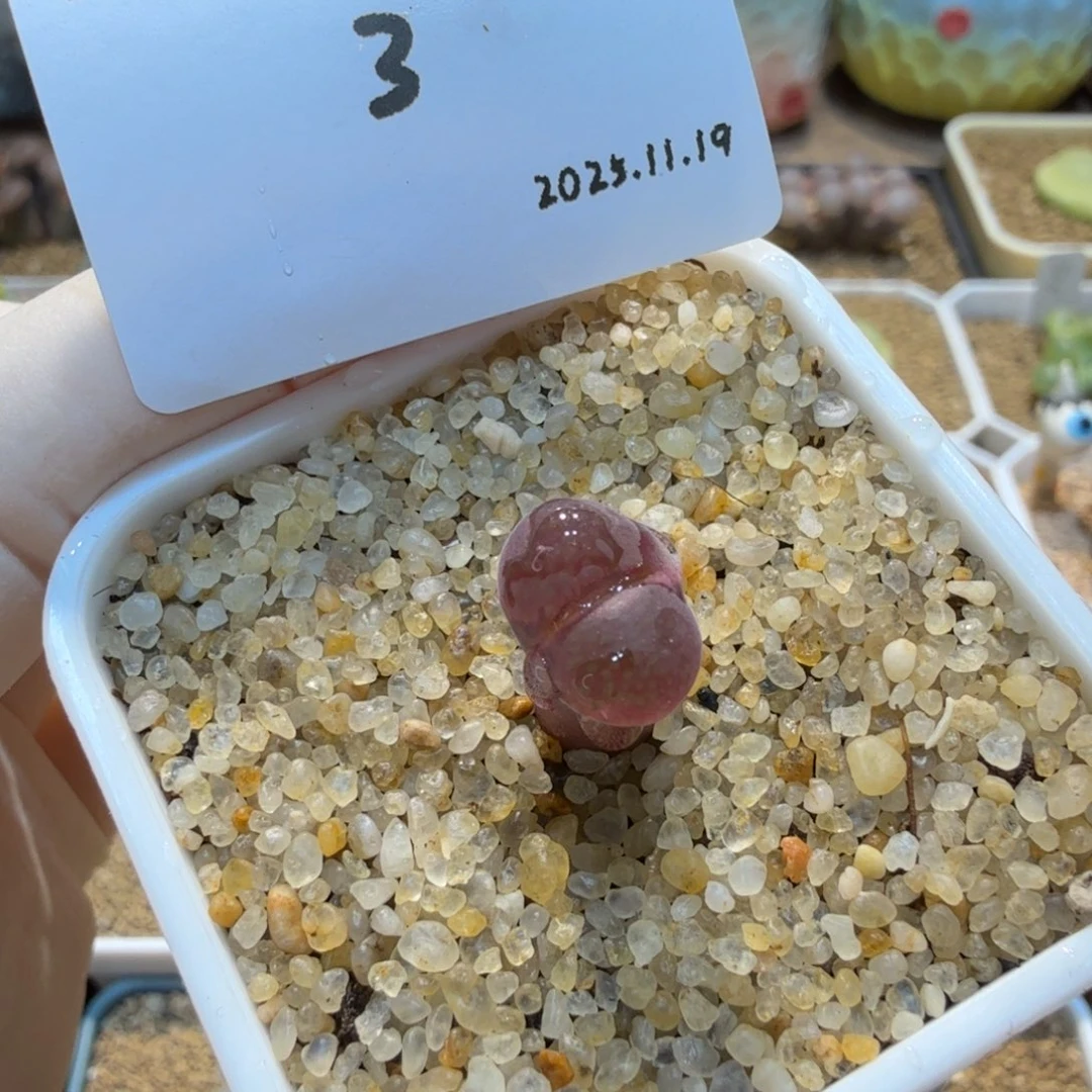 多肉多肉多肉11.19-003 C10（淡粉色花）