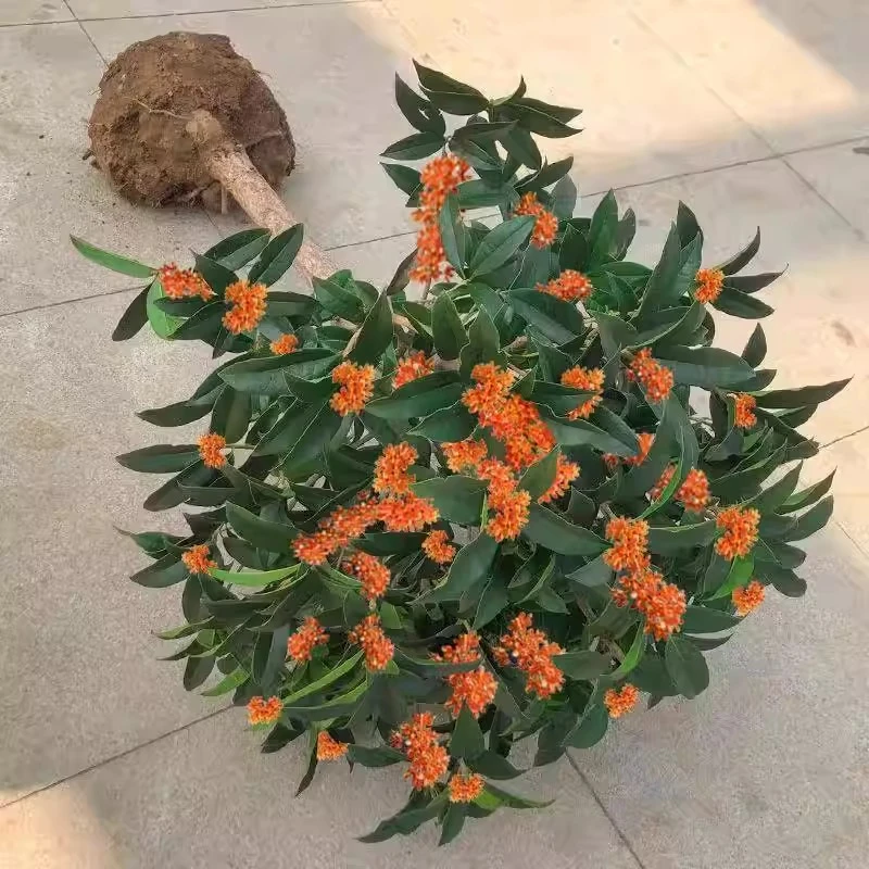 花季恋四季桂花树苗浓香型桂花盆栽金桂花苗好养花卉室内外庭院阳