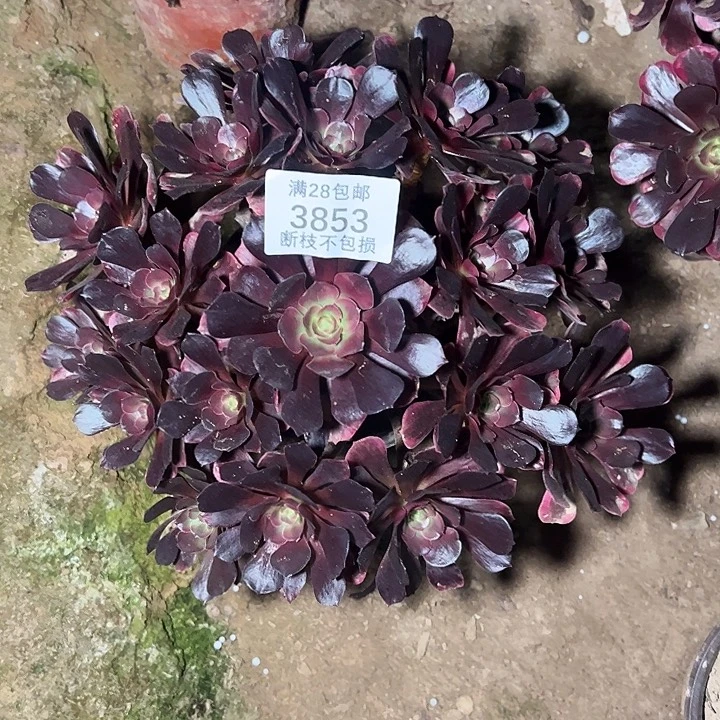 3853爱神多肉植物