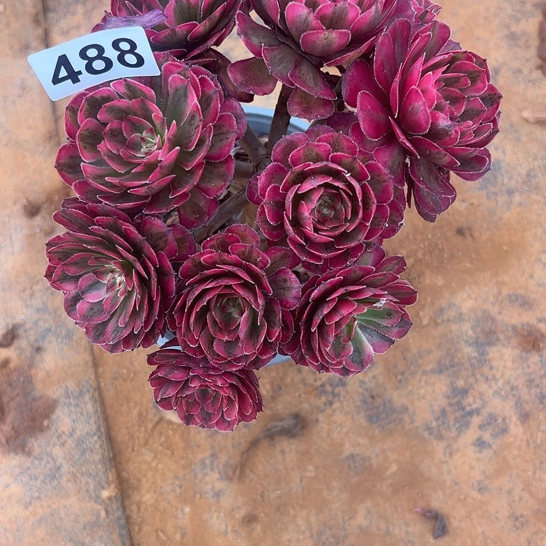 精品多肉植物488白月光