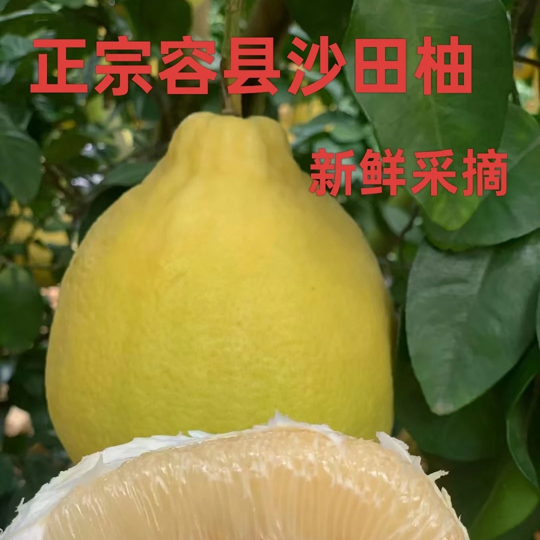 正宗容县沙田柚礼盒装 中国沙田柚之乡直供现摘现发 清甜送礼必备