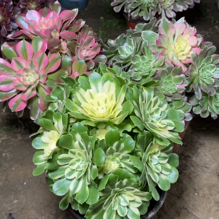 多肉植物法师3颗29