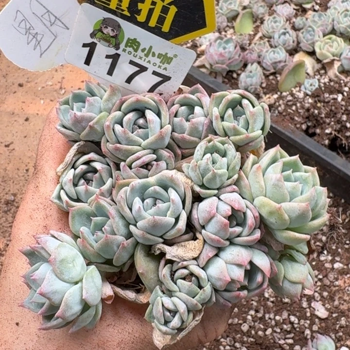 无花朵多肉植物多肉植物