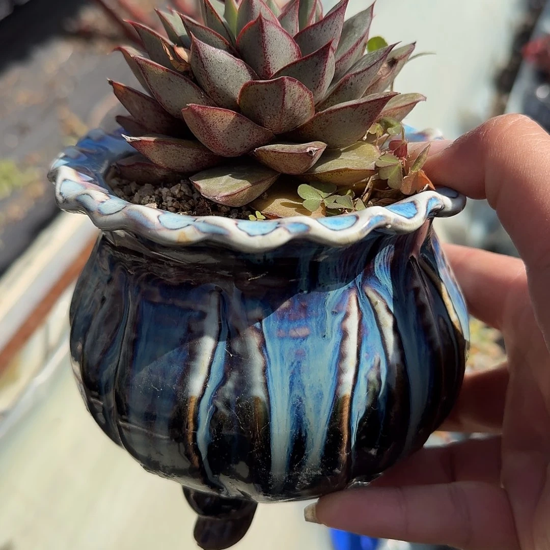 玉麒麟带盆多肉植物