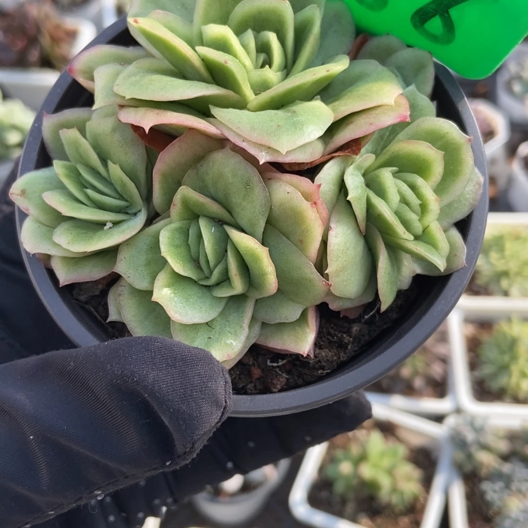 988冰玫瑰锦多肉植物