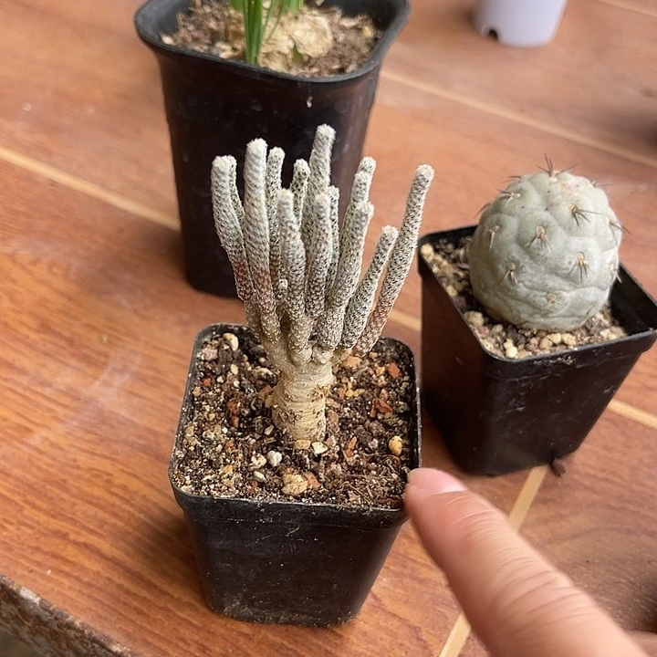 无花朵迷你牧师一物一拍