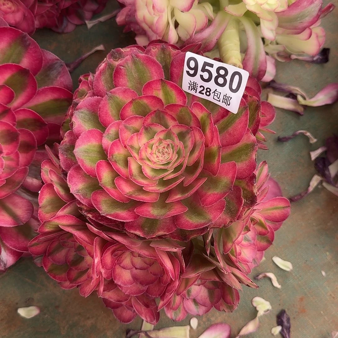 580荔枝捧花多肉植物无根