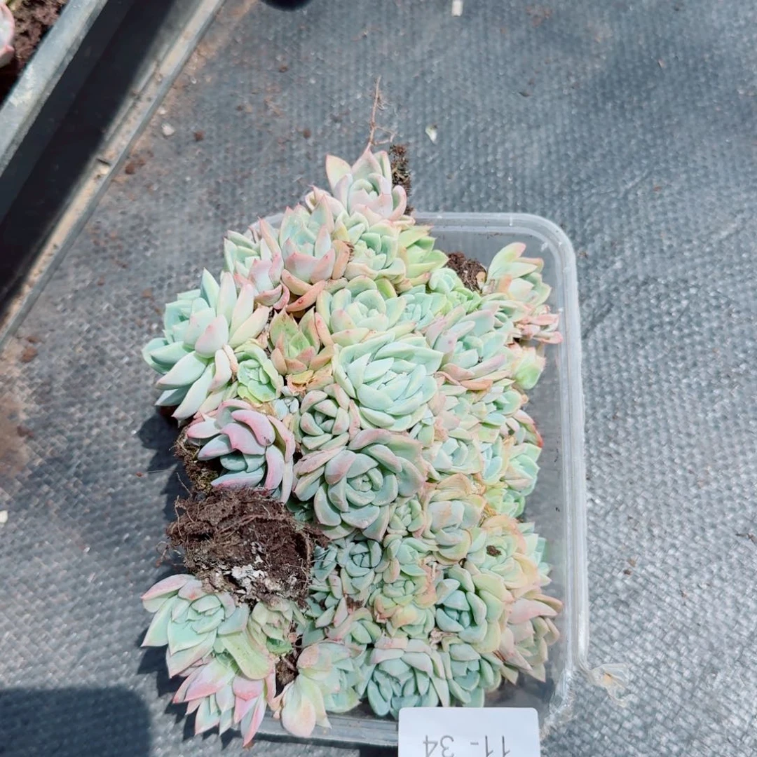 珍妮切糕一份量拍11-34