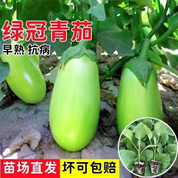 绿长茄秧苗高产绿皮青茄子苗秧早熟耐热抗病种苗四季盆栽地栽蔬菜