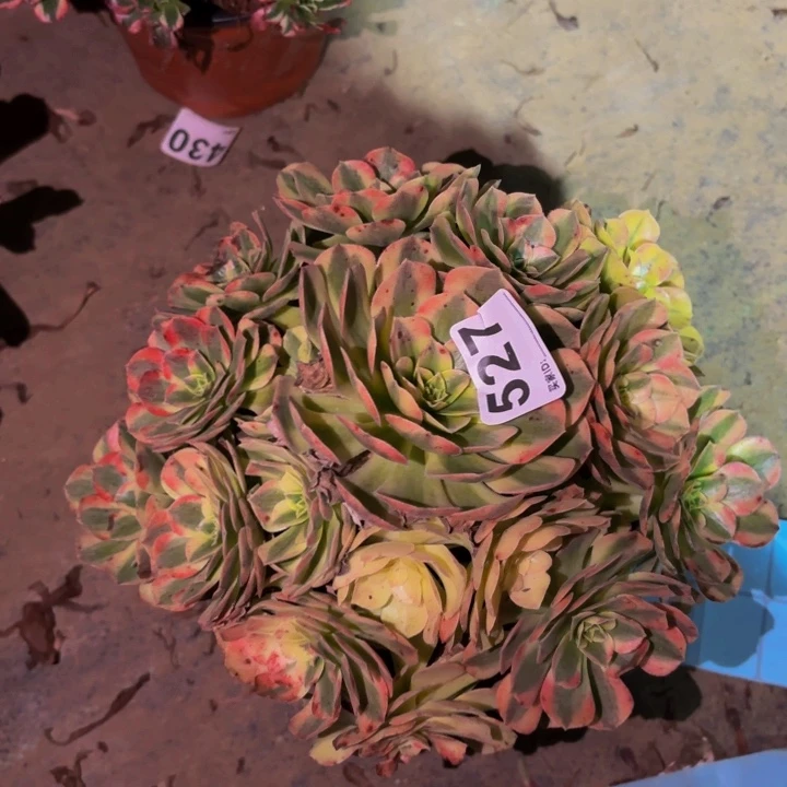 527雨荷多肉植物不售后